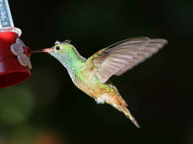 Buff-bellied Hummingbird