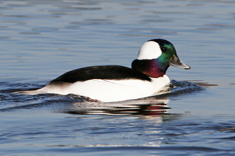Bufflehead