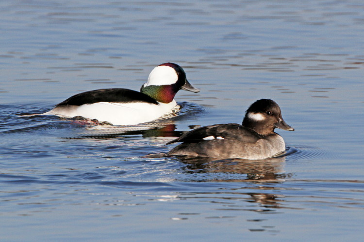 Bufflehead