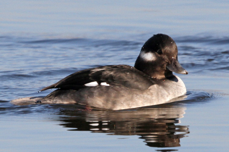 Bufflehead