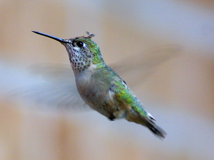 Calliope Hummingbird