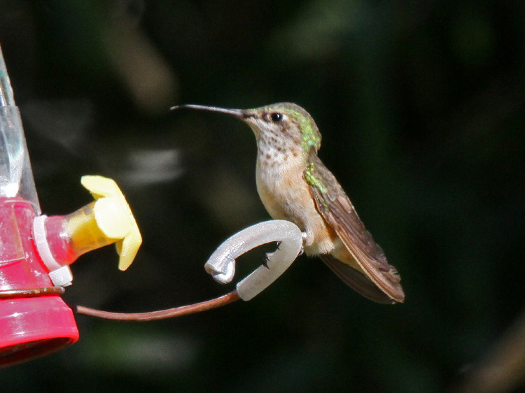 Calliope Hummingbird