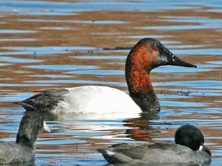 Canvasback