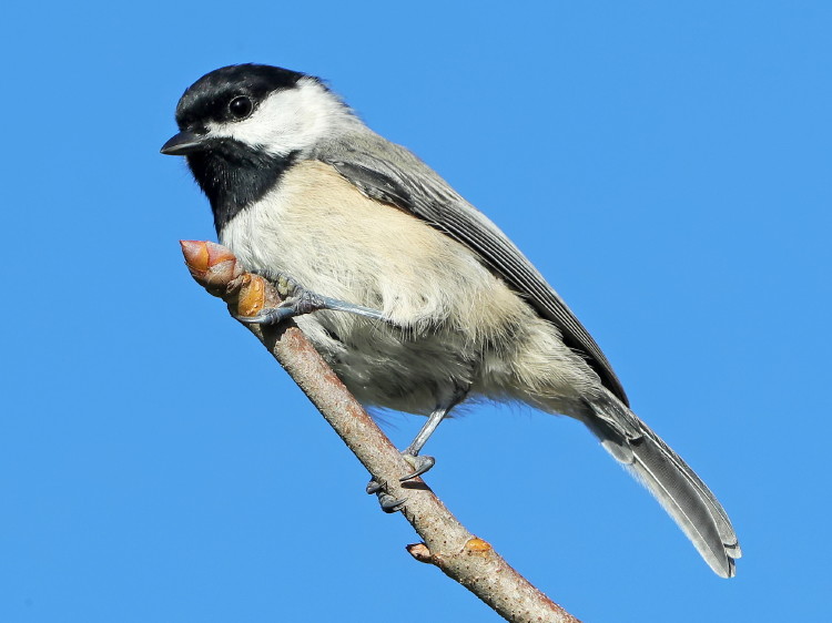 Carolina Chickadee