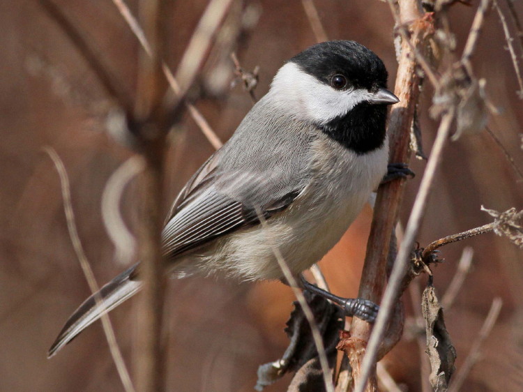 Carolina Chickadee
