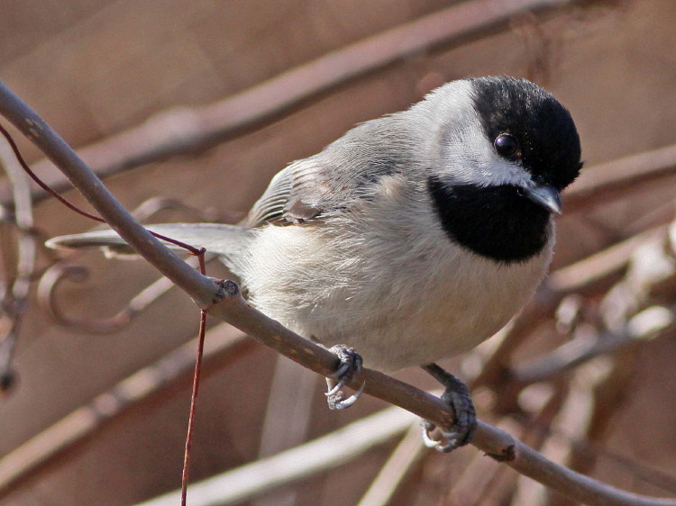 Carolina Chickadee