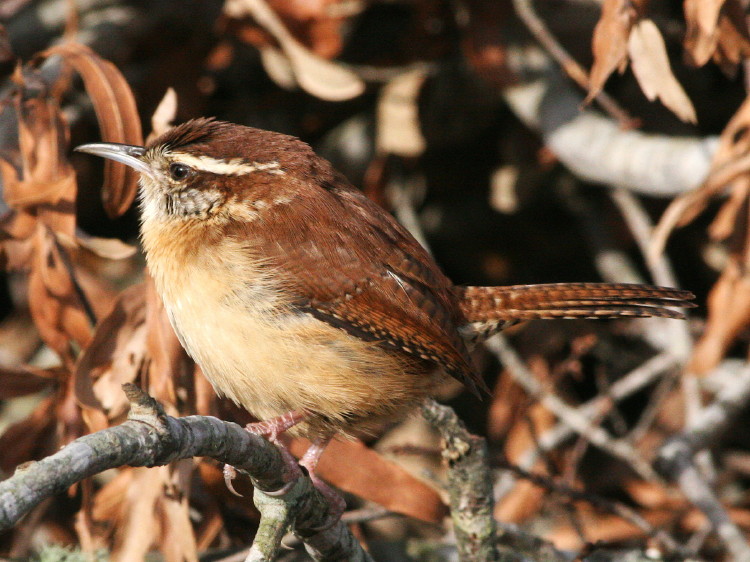 Carolina Wren