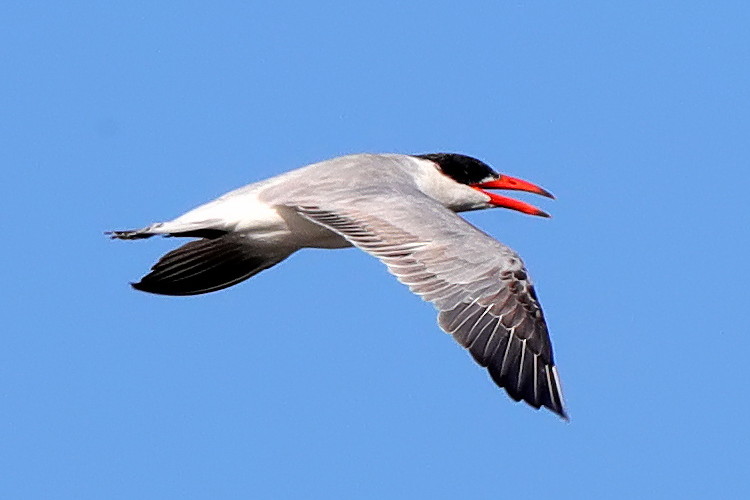Caspian Tern