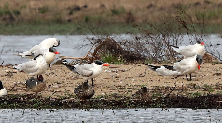 Caspian Tern