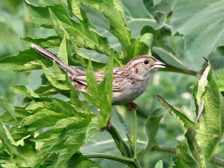 Cassin's Sparrow