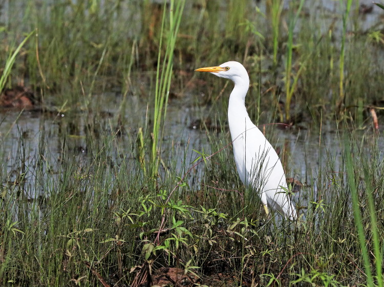 Cattle Egret