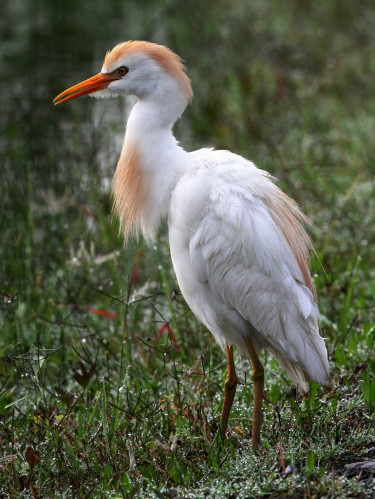 Cattle Egret