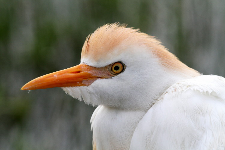 Cattle Egret