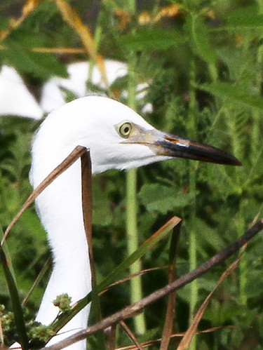 Cattle Egret (juvenile)