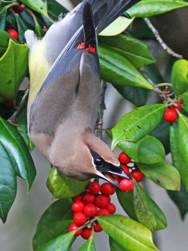 Cedar Waxwing