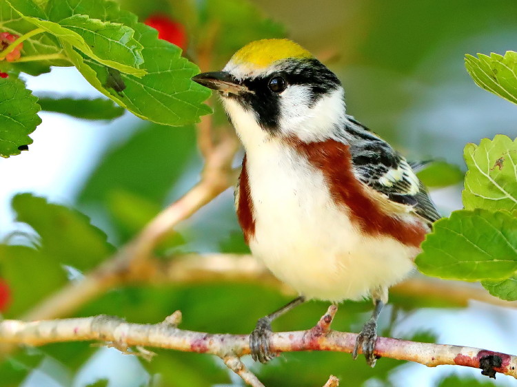 Chestnut-sided Warbler