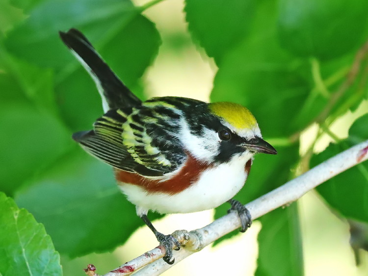 Chestnut-sided Warbler