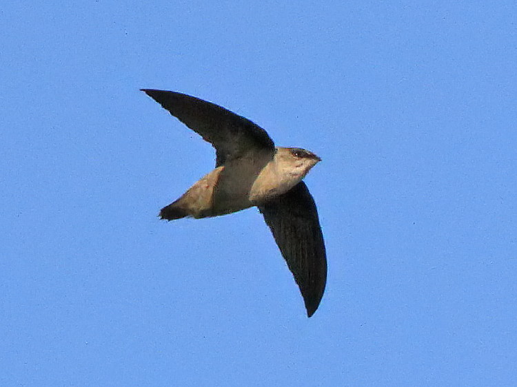 Chimney Swift
