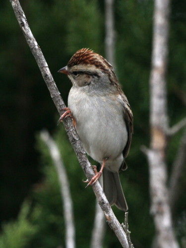 Chipping Sparrow
