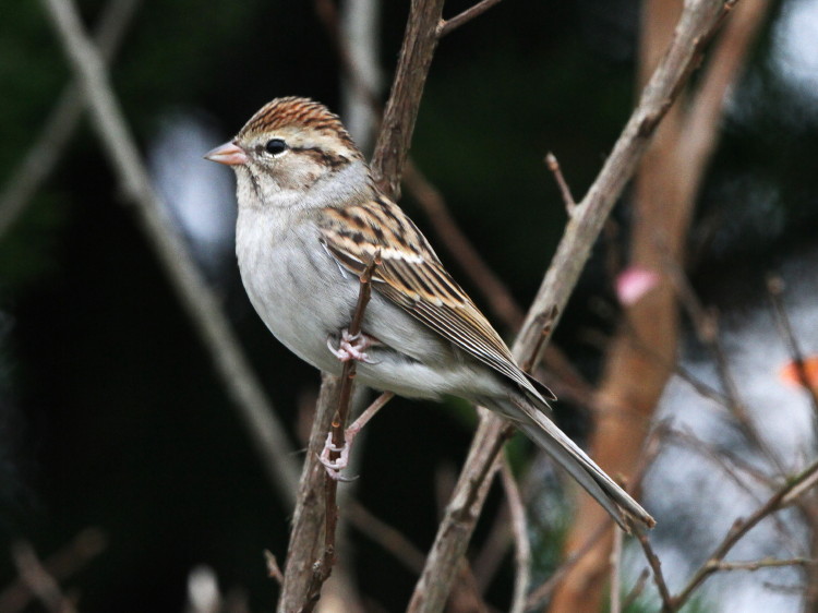 Chipping Sparrow