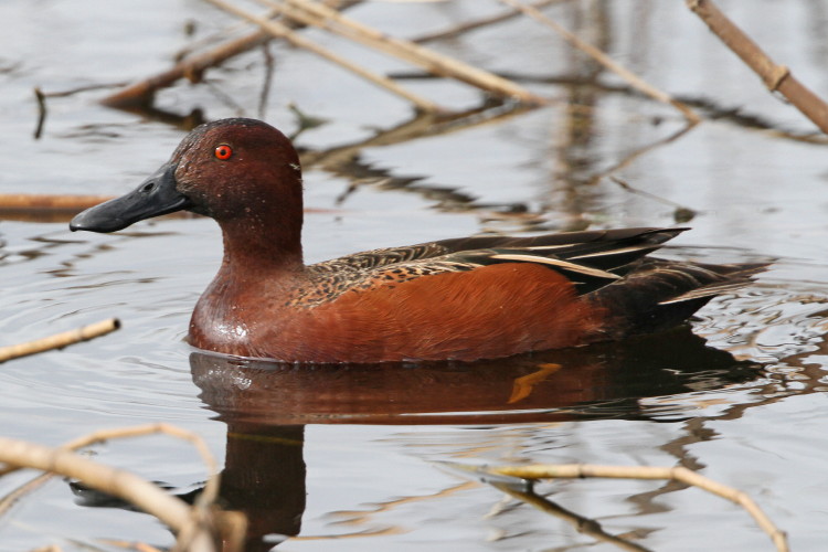 Cinnamon Teal