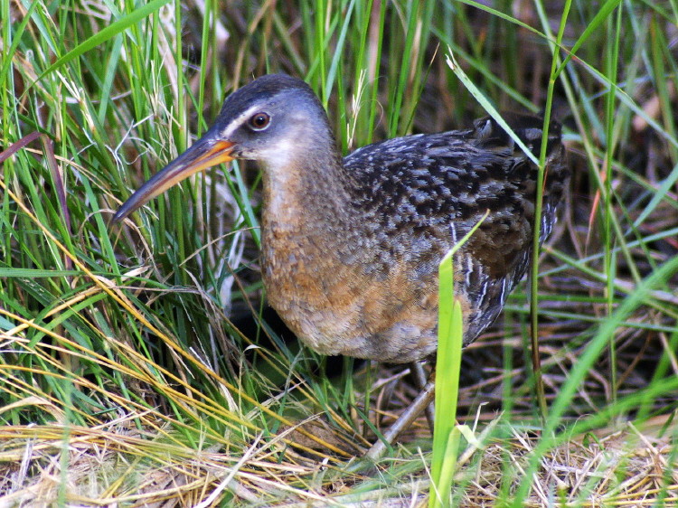 Clapper Rail