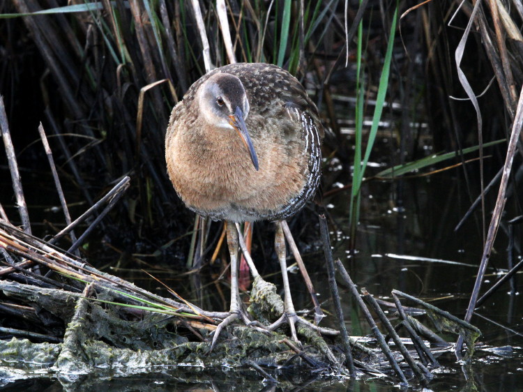 Clapper Rail