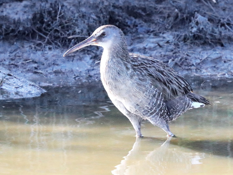 Clapper Rail