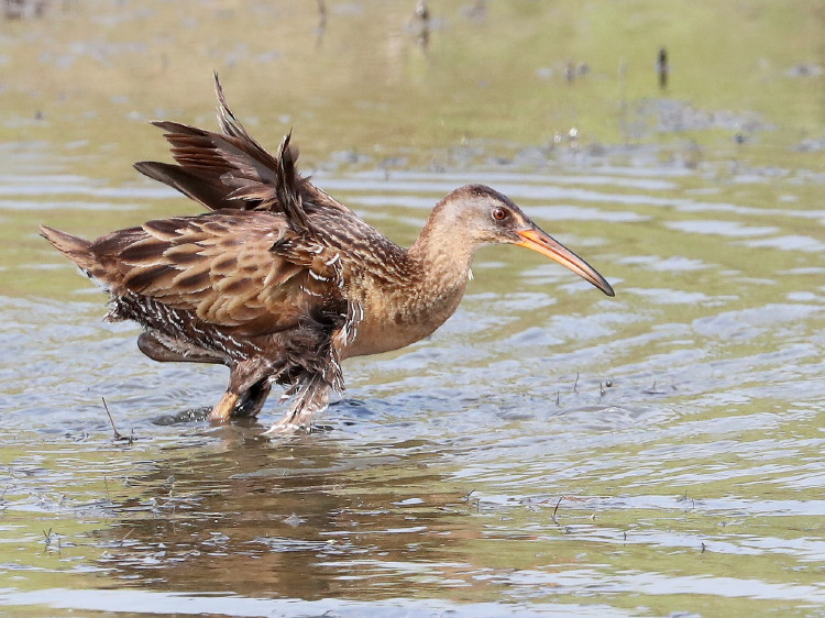 Clapper Rail