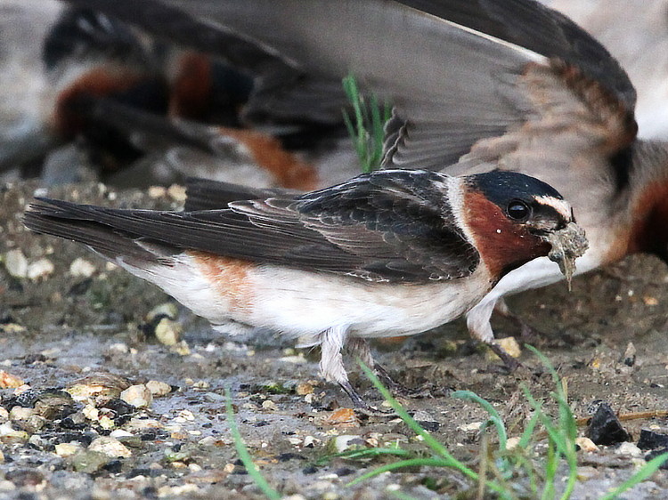 Cliff Swallow