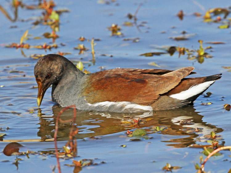 Common Gallinule