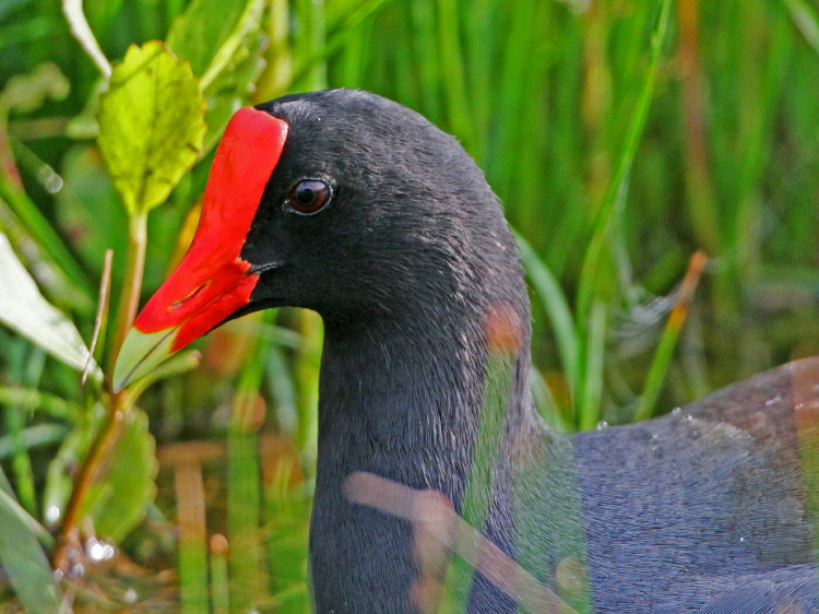 Common Gallinule