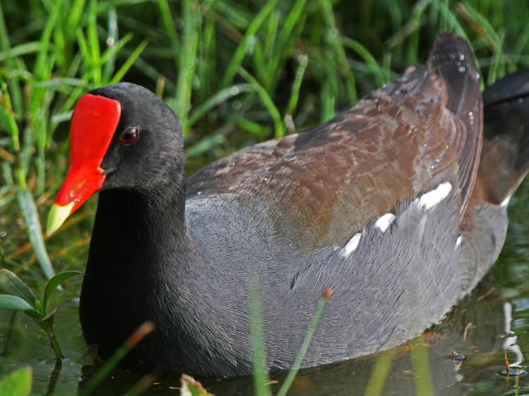 Common Gallinule