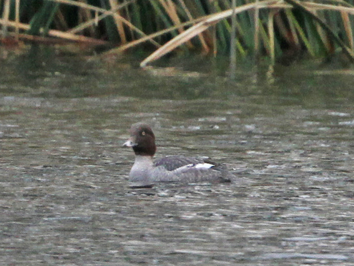 Common Goldeneye
