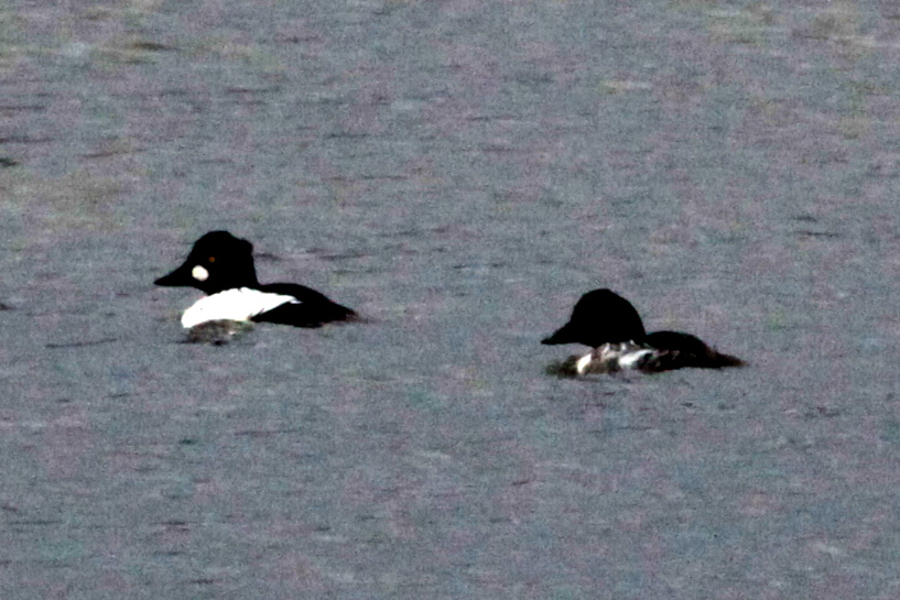 Common Goldeneye