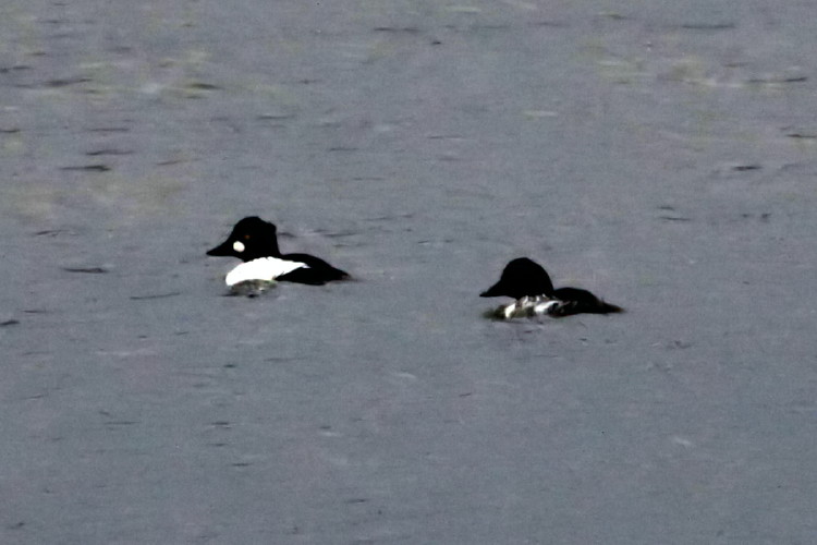 Common Goldeneye