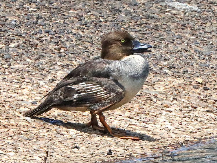 Common Goldeneye
