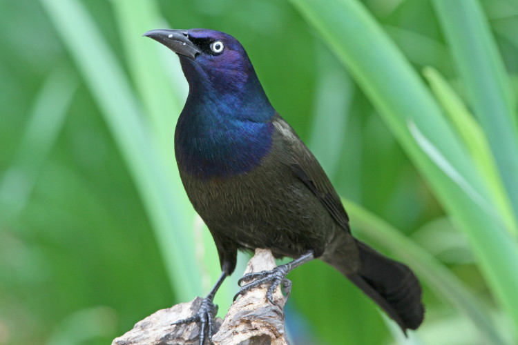 Common Grackle