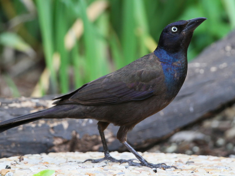 Common Grackle