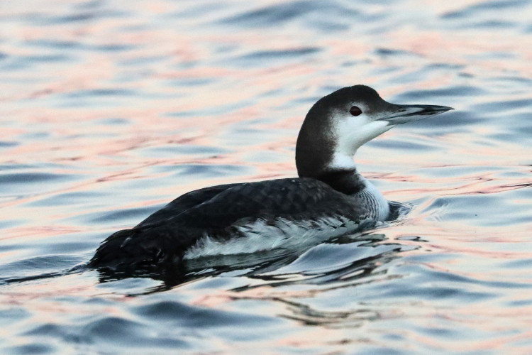 Common Loon
