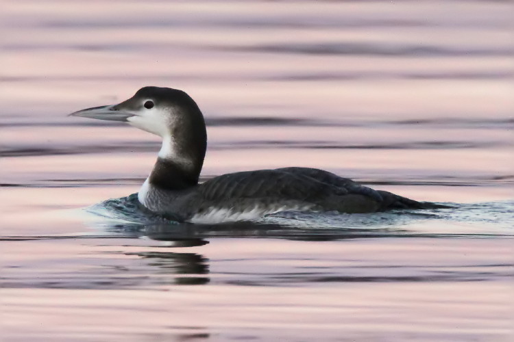 Common Loon
