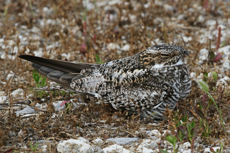 Common Nighthawk