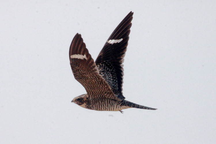 Common Nighthawk