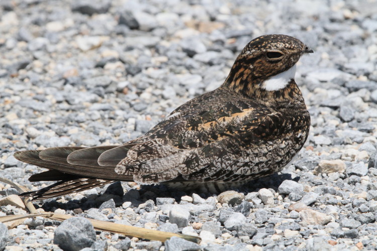 Common Nighthawk