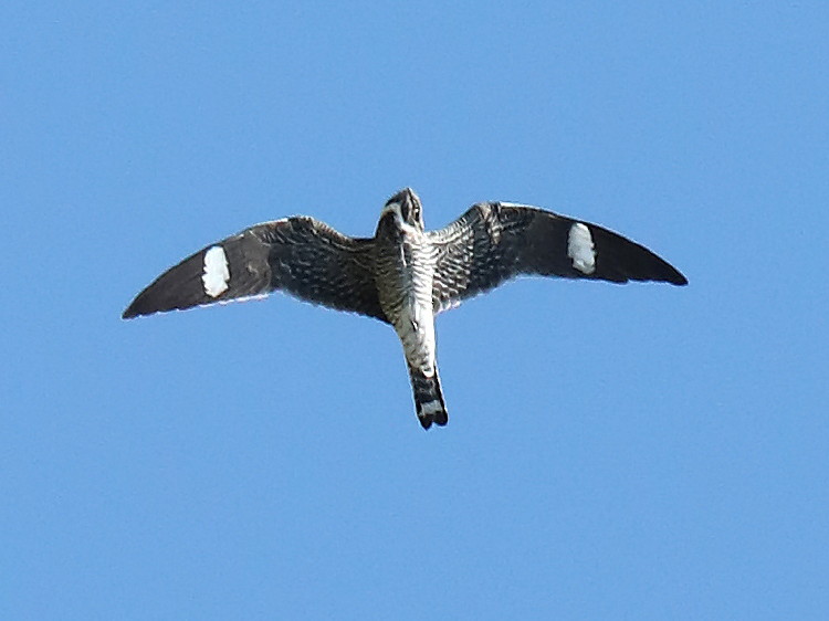 Common Nighthawk
