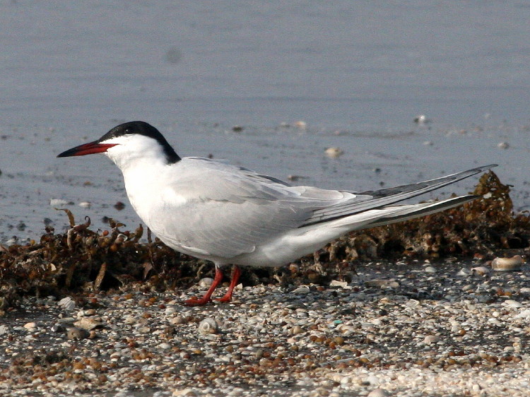 Common Tern
