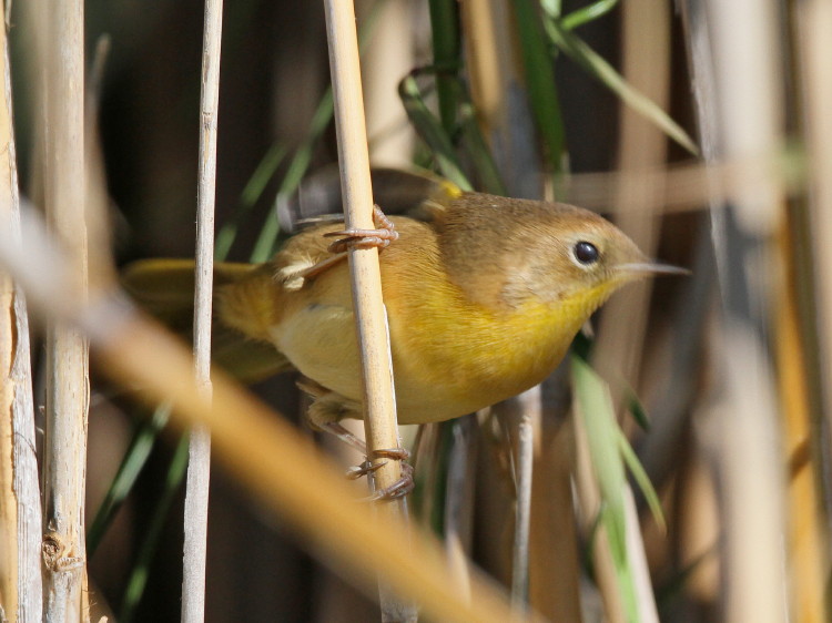 Common Yellowthroat