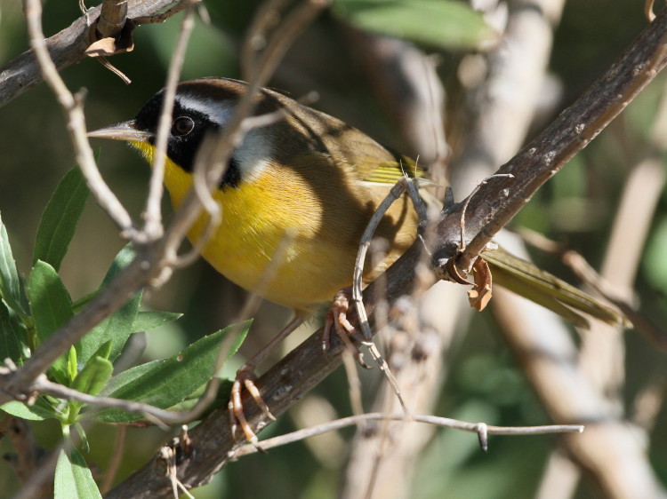 Common Yellowthroat