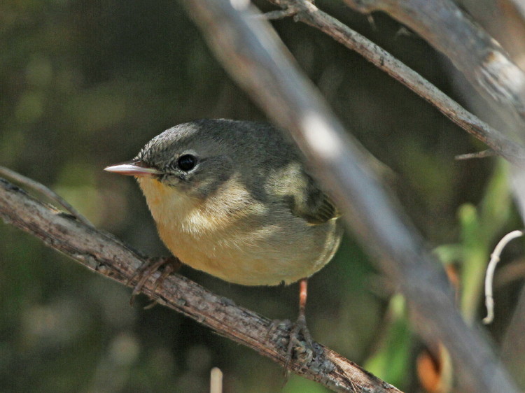 Common Yellowthroat