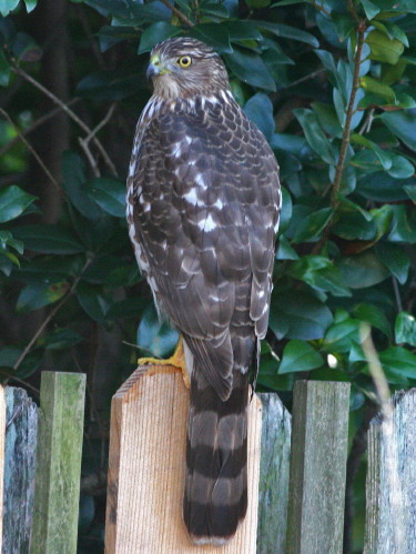 Cooper's Hawk